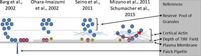 The changing view of insulin granule mobility: From conveyor belt to signaling hub